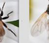 Thecophora distincta